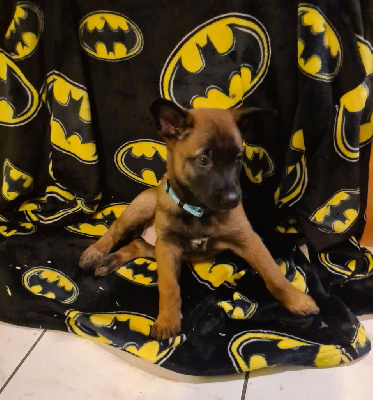 CHIOT 2