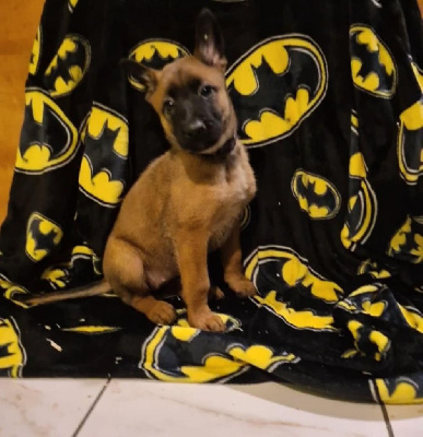 CHIOT 9