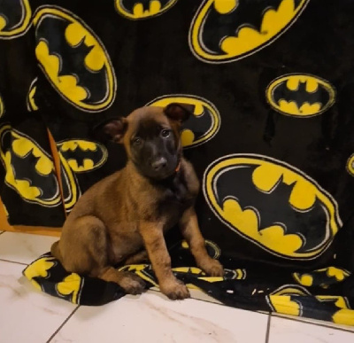 CHIOT 5