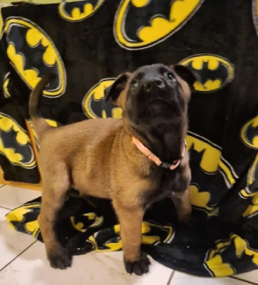 CHIOT 8