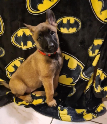 CHIOT 3