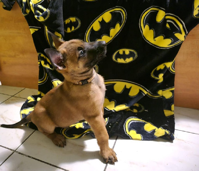 CHIOT 10