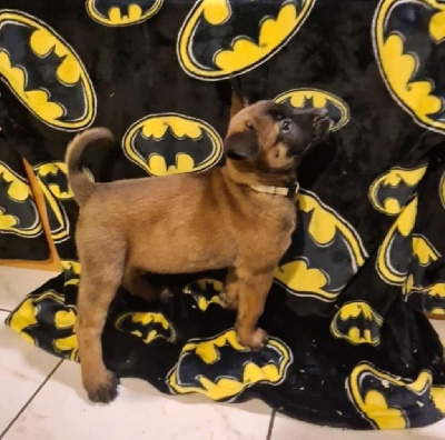 CHIOT 1